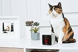 Petcube Play thumbnail 2
